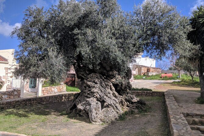 Afternoon Tour: Soap, Olive Oil & Wine Stories of Peza Village - Key Highlights Worth Planning Around