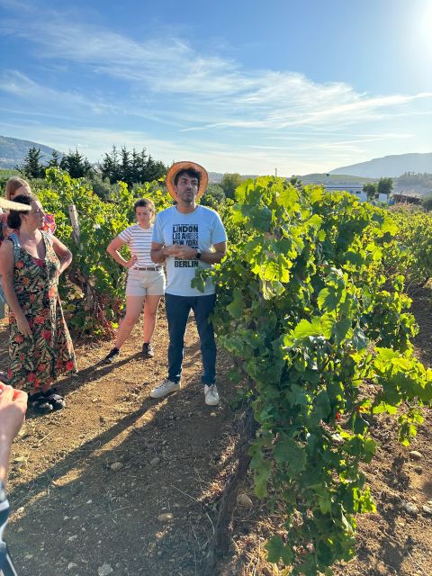 Alcamo: Natural Wine & Olive Oil Tasting - Sicily - Price and value: is $41 a fair deal for 3 hours?