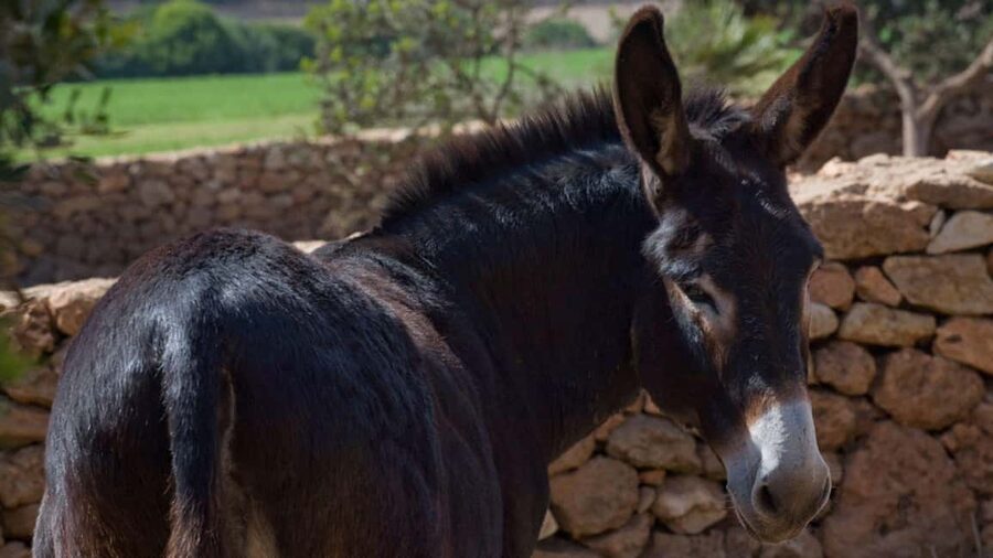 Alghero: Olive Grove Visit with Olive Oil Tasting - What Can Affect Your Comfort: Weather, Water, and Footwear