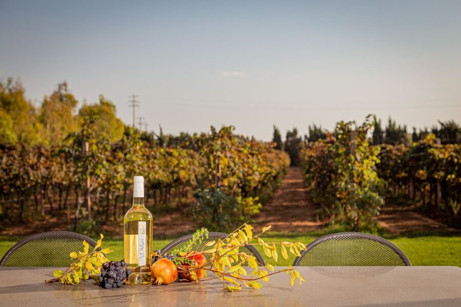 Alghero: Wine and Olive Oil Tasting at a Local Farm - The hour at a tasting room: how the guided portion really unfolds