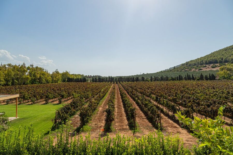 Alghero: Wine and Olive Oil Tasting at a Local Farm - Shopping at the end: bring home the taste (and keep the story going)
