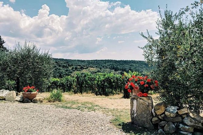 Amazing Lunch in organic Farm with Balsamic Vinegar Olive Oil truffle and Wine tasting Experience in Tuscany - Cellar Tour with Silvano: Super Tuscans and Dincanto