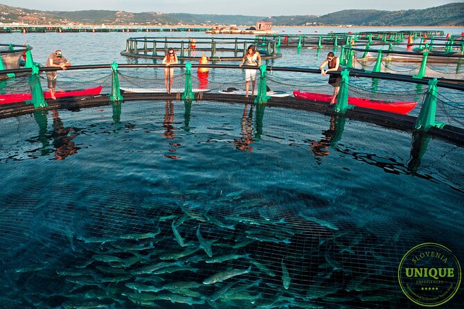 An Unforgettable Day With Fish, Wine and Olive Oil Tasting - Weather Check: The One Thing That Can Change Your Day
