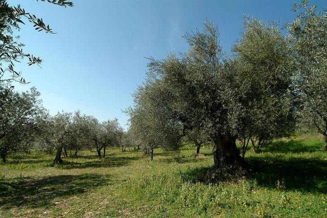 Apprentice Olive Oil taster for a day! - Tili Vini meeting point and the vibe at the organic winery