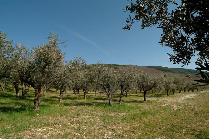 Apprentice Olive Oil taster for a day! - Who should book this olive oil taster—and who might pass