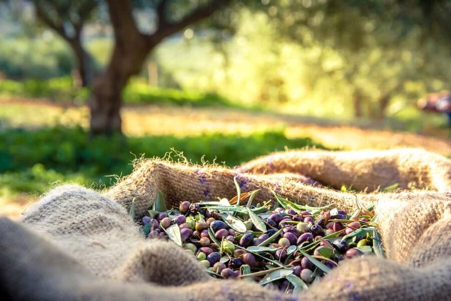 Argostoli & Beyond: Culture, Villages, Olive Oil & Honey - St. Gerasimos Monastery: the heart of Kefalonia’s spiritual center