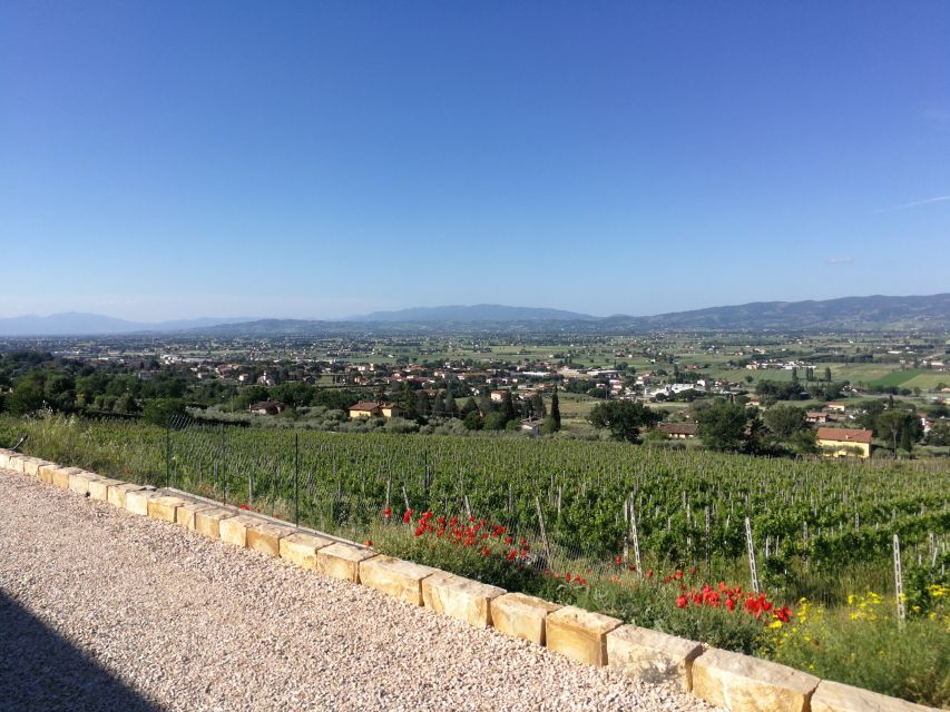 Assisi: Organic Balsamic Vinegar, Olive Oil & Wine Tour - Walking among century-old vines and olive groves