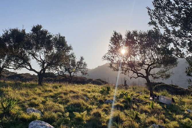 Authentic Olive Oil and Cultural Experience in Crete - Key points at a glance