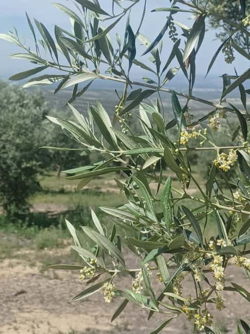 Baeza: Visit to an Organic Olive Grove + Oil Tasting - The oil tasting in context, plus ochío bread