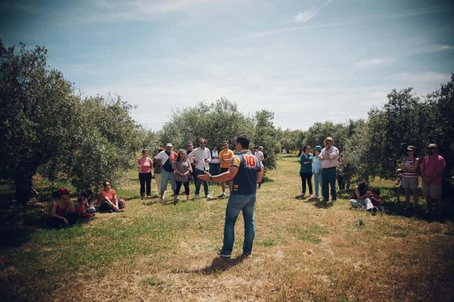 Baeza: Visit to an Organic Olive Grove + Oil Tasting - How long is 90 minutes, and what the rhythm feels like