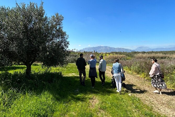 Balestrate Olive Grove Tour: Wine and Olive Oil Tasting - Olive grove + family lunch in Balestrate: what this experience is really like