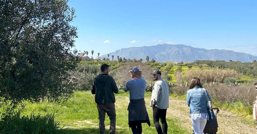 Balestrate: Olive Grove Tour with Wines & Olive Oil Tasting - Key things to know before you go
