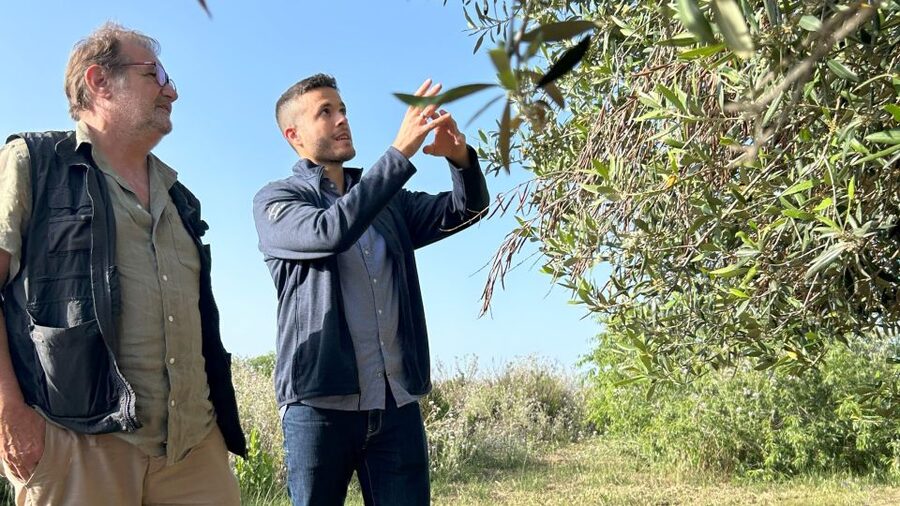 Balestrate: Olive Grove Tour with Wines & Olive Oil Tasting - Why this Balestrate olive grove tour feels different