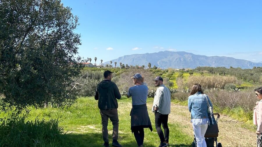 Balestrate: Olive Grove Tour with Wines & Olive Oil Tasting - The 45-minute olive grove walk with Francesco: where the flavor starts
