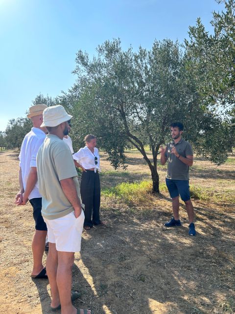 Balestrate: Olive Grove Tour with Wines & Olive Oil Tasting - Should you book the Balestrate olive grove tour with wines and olive oil tasting?