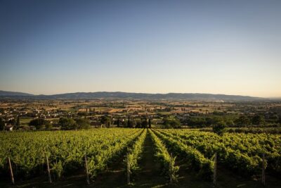 Balsamic Vinegar, Olive oil and Organic Winery Tour in Assisi with tasting - Price and value in real terms (not just the number)
