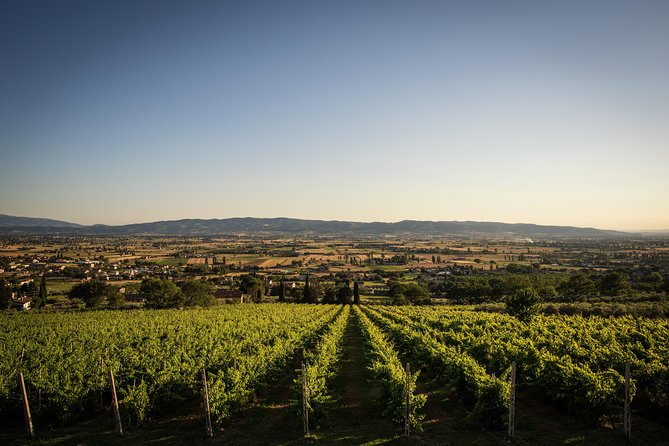 Balsamic Vinegar, Olive oil and Organic Winery Tour in Assisi with tasting - Price and value in real terms (not just the number)