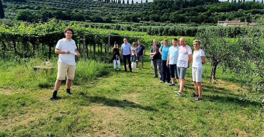 Bardolino: Vineyard Tour with Wine, Olive Oil & Food Tasting - Bardolino DOC vines above the Rocca del Garda