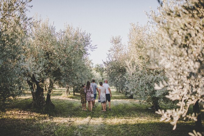 Buje: Authentic Istrian family farm, guided walk, foods & wine - Olive grove visit: harvesting tradition and the path to premium oil
