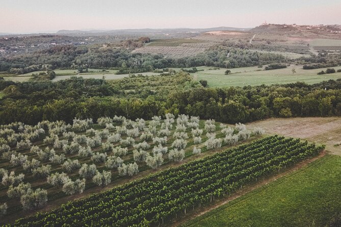 Buje: Authentic Istrian family farm, guided walk, foods & wine - The wine-and-food pairing under a shade tree
