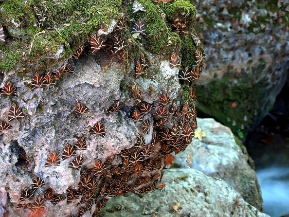 Butterfly Valley & Wine, Olive Oil, Honey Tasting Tour (Small Group) - Key highlights you’ll care about