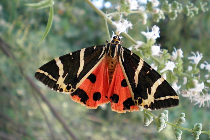 Butterfly Valley & Wine, Olive Oil, Honey Tasting Tour (Small Group) - Butterfly Valley in Rhodes: your short walk, long payoff