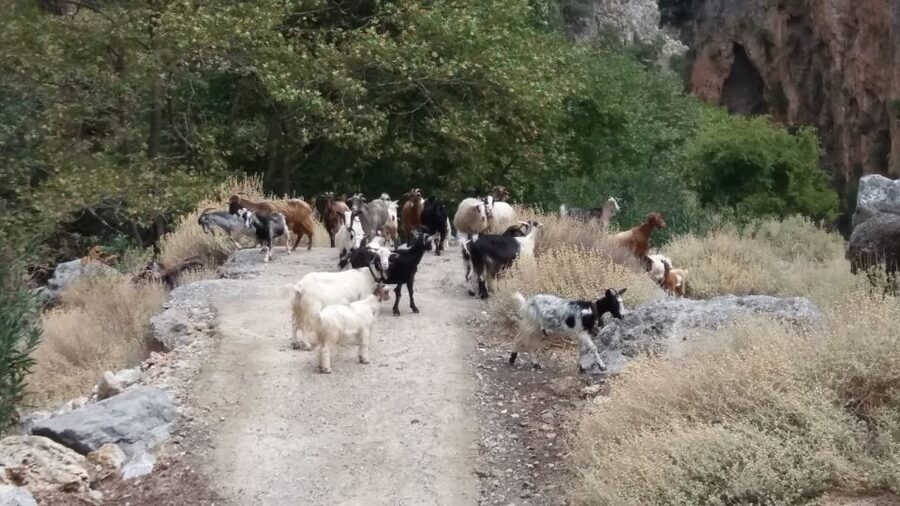 Chania: Milia Mountain Tour w/Lunch Olive Oil/Wine Tastings - Topolia Gorge Views on the Return to Chania