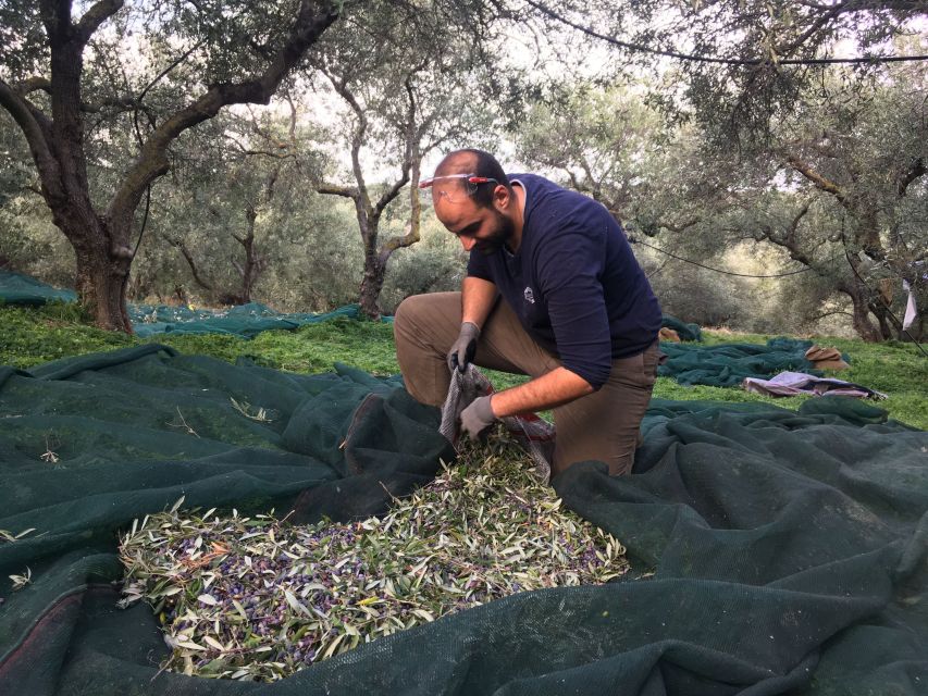 Chania Private Olive Oil Tour: Oil Tasting & Villages Tour - Chania olive oil tour value: $176 and what that money buys