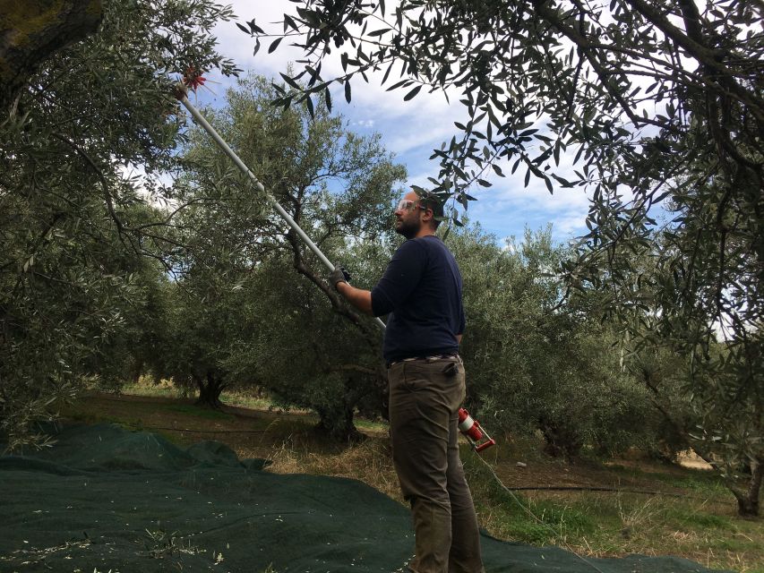 Chania Private Olive Oil Tour: Oil Tasting & Villages Tour - Private olive grove: varieties, grafting, irrigation, and a taste to take home