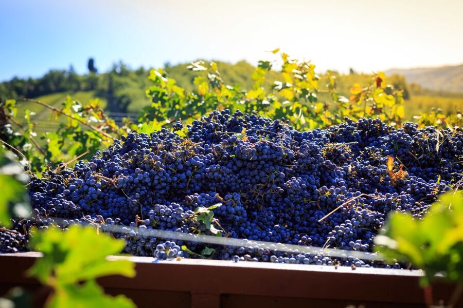 Chianti: Wine and Olive Oil Tasting with Cellar Tour - A One-Hour Visit to Fattoria Santo Stefano