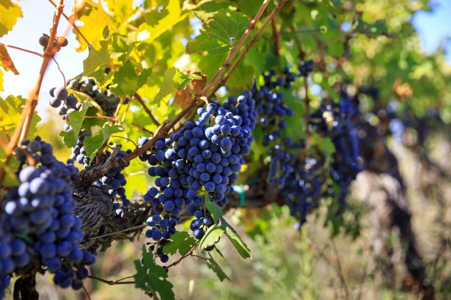 Chianti: Wine and Olive Oil Tasting with Cellar Tour - Vinsanto Barrels in the Same Old Room