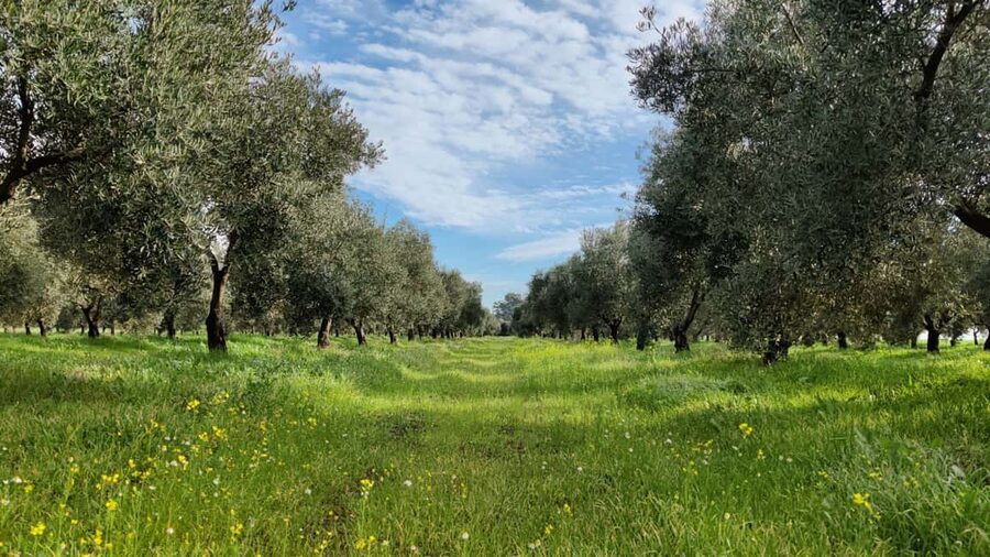 Córdoba: Visit a family organic olive grove with tasting - Who should book this Córdoba olive grove tasting?