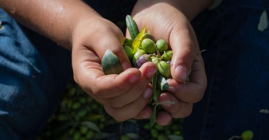 Corfu: Organic Olive Oil Farm Tour with Transfer and Tasting - Small Practical Tips That Make the Day Easier
