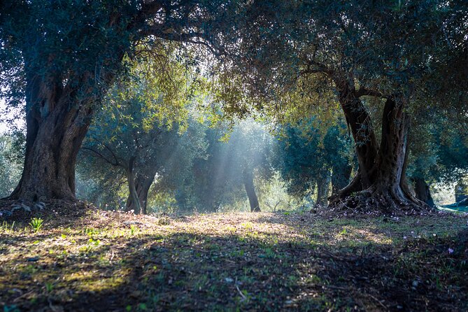 Corfu Organic Olive Oil Tasting at Family Farm - The olive oil tasting (and why the seasonal vegetables matter)