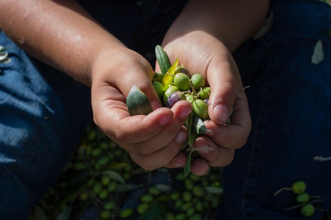 Corfu Organic Olive Oil Tasting at Family Farm - Dr. Kavvadia’s Organic Farm: what you’ll learn walking the grove