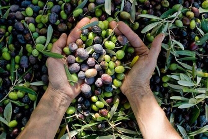 Corinth & Olive Oil Tasting Private Tour from Athens - Who should book this Corinth and olive oil day trip
