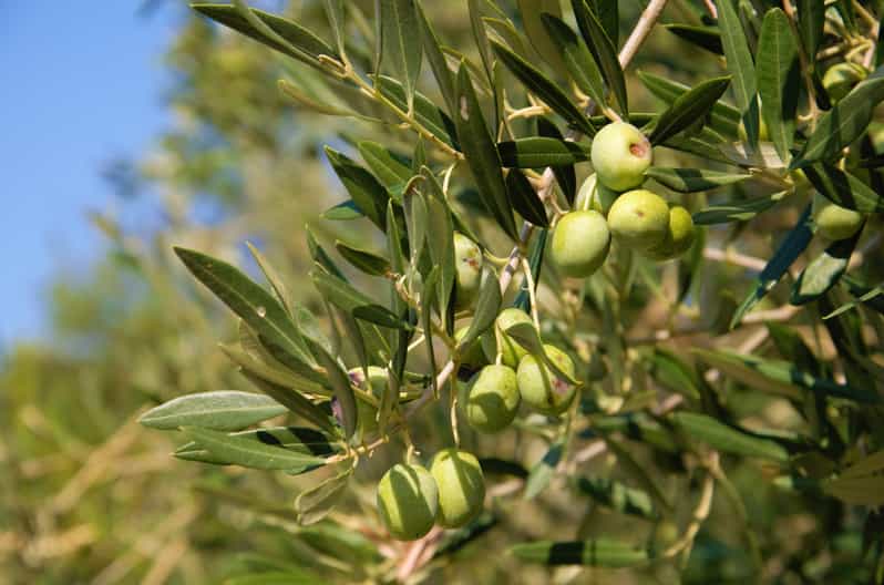 Cres: Olive Oil Walking Tour with Tastings - Key things that make this tour worth your time