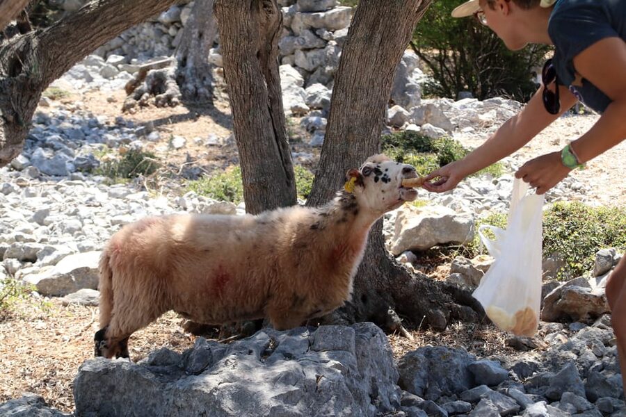 Cres: Olive Oil Walking Tour with Tastings - Cres olive oil in 150 minutes: what you actually get