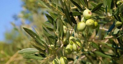 Cres: Olive Oil Walking Tour with Tastings - Finding the meeting point and handling the walking part