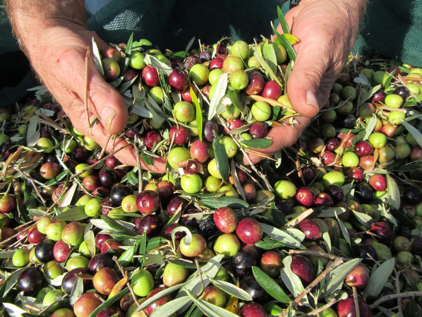 Cres: Olive Oil Walking Tour with Tastings - Jams and spreads: wild pomegranate, olives, and figs