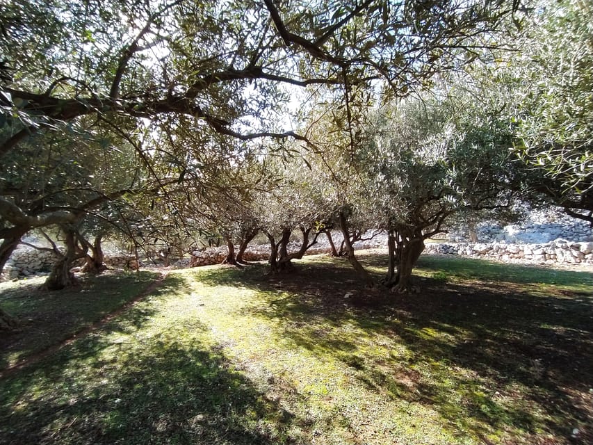 Cres: Olive Oil Walking Tour with Tastings - Who should book this tour (and who should think twice)
