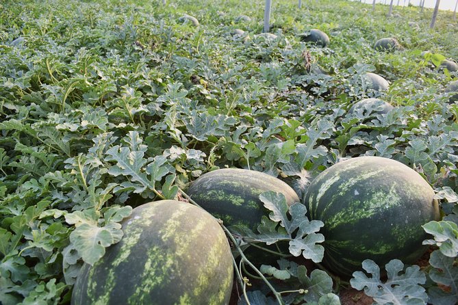 Cretan Farm Tour with Cheese-Making, Olive Oil Tasting & Picnic - The Picnic Menu: What You’ll Actually Eat