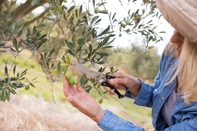 Cretan Wines & Olive oil tour - The treasures of Crete - How the Whole Schedule Feels: Pacing, Transport, and Comfort