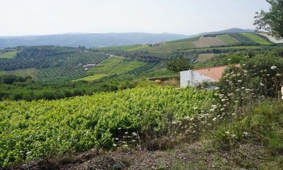 Crete: Full-Day Cretan Wines, Olive Oil, Raki and Food Tour - Thrapsano pottery workshop: hands-on craft in a traditional village