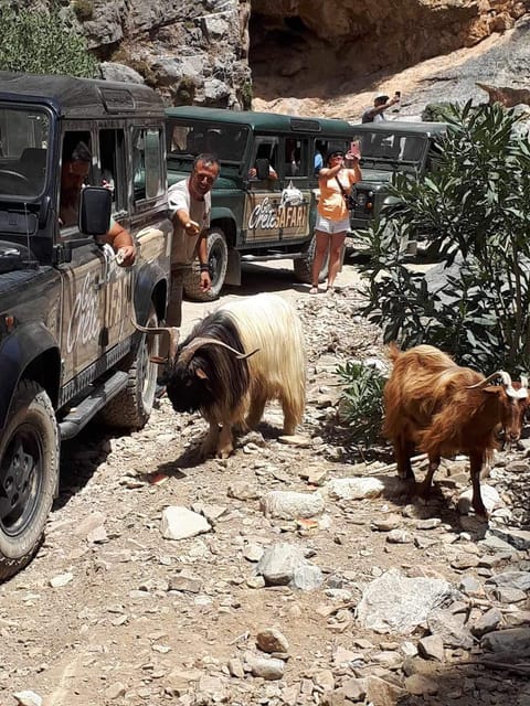 Crete: Jeep Safari Wine & Olive Oil testing Shepherd's House - Kato Karouzana photo stop and the scenic break that resets your day