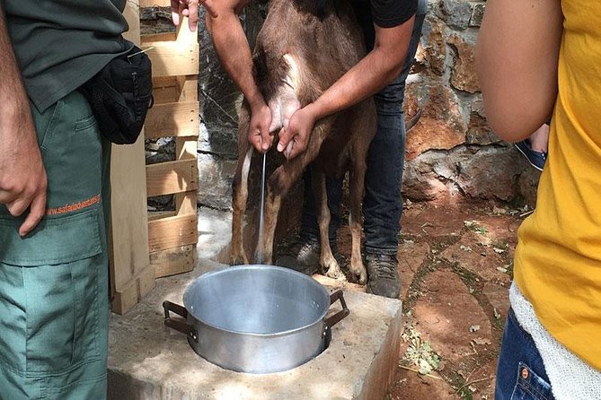 Crete Off-Road & Flavors Safari: Wine, Olive Oil & Mountain Life - Wine and olive oil tastings: turning food into a lesson