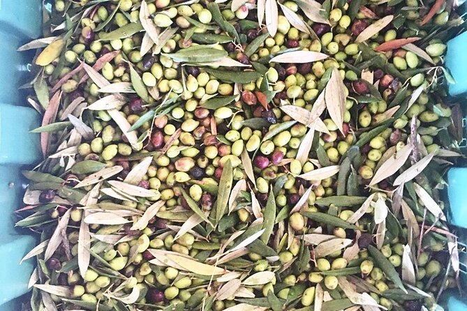 Crete: Olive Oil, Soap, Wine, Raki - Flavorful Culinary Journey - Small-group logistics: why max 15 matters more than you think