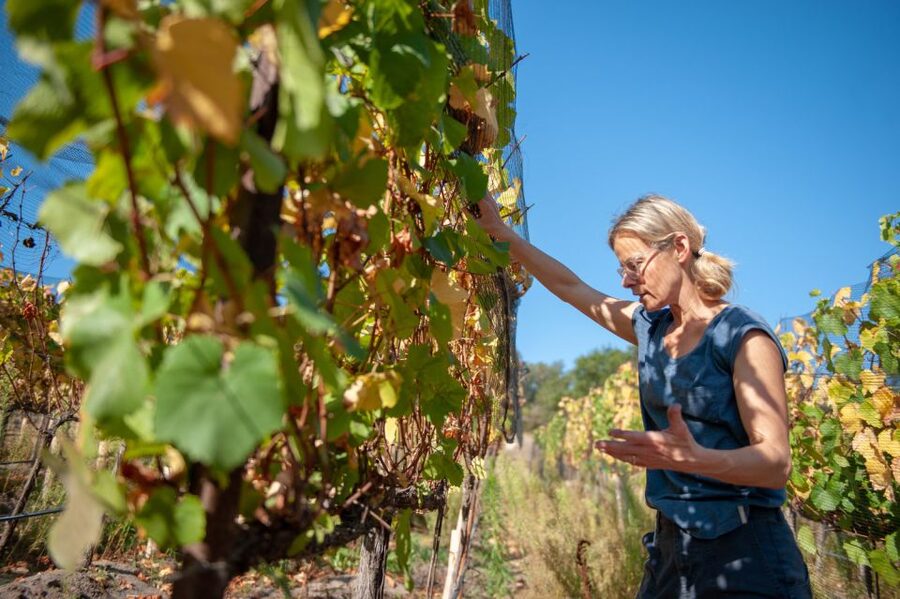 Crete Private Tour: The Secrets of Wine, Olives & Honey - Why this Crete food tour feels different than a long bus day