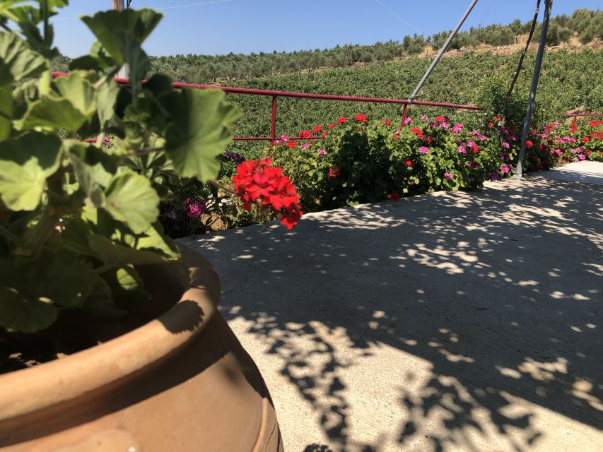 Crete Private Tour: The Secrets of Wine, Olives & Honey - Klados Winery: tasting Cretan wine with context (not just a sip)