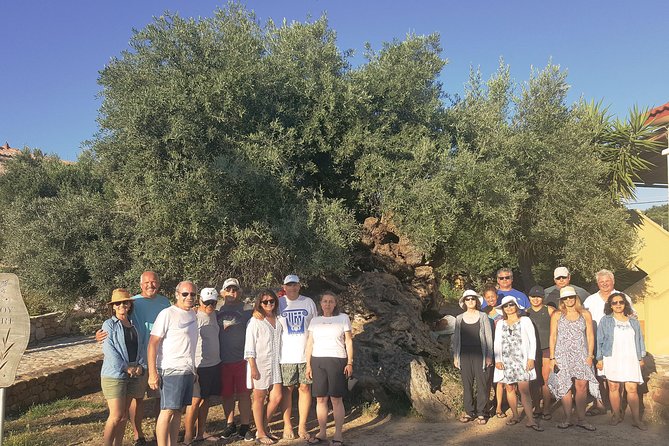 Crete Wine and Olive Oil Tour - Stop 2: The Monumental Olive Tree of Vouves (plus the museum area)